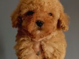 Minnoş Irk Ve Sağlık Garantili Toy Poodle