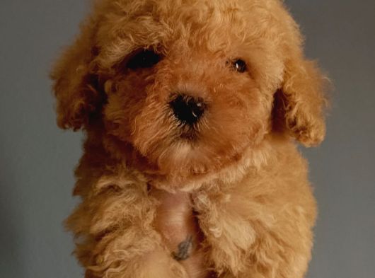 Minnoş Irk Ve Sağlık Garantili Toy Poodle görsel