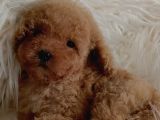 Minnoş Irk Ve Sağlık Garantili Toy Poodle