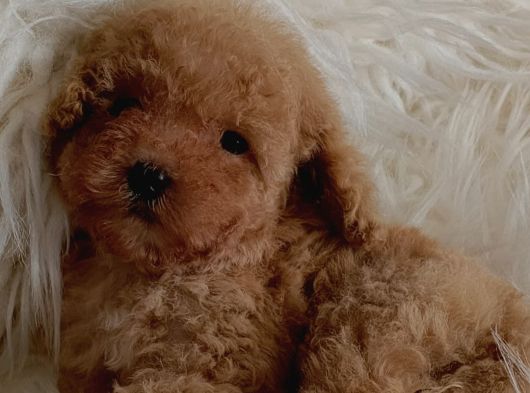 Minnoş Irk ve sağlık garantili Toy Poodle