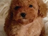 Minnoş Irk Ve Sağlık Garantili Toy Poodle
