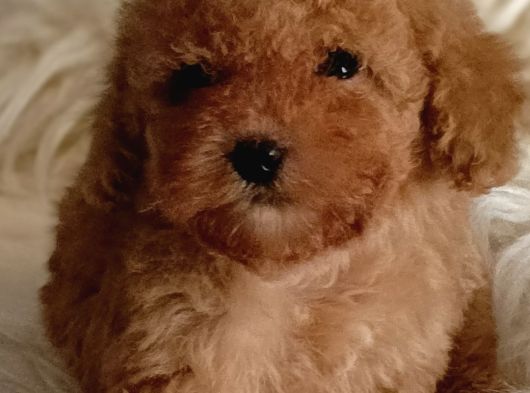 Minnoş Irk Ve Sağlık Garantili Toy Poodle görsel