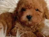 Veteriner Teknikerinden Irk Ve Sağlık Garantili Toy Poodle