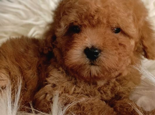 Veteriner Teknikerinden Irk Ve Sağlık Garantili Toy Poodle görsel