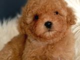 Veteriner teknikerinden ırk ve sağlık garantili Toy Poodle