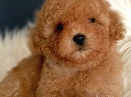 Veteriner teknikerinden ırk ve sağlık garantili Toy Poodle