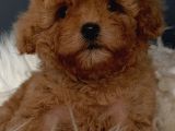 Veteriner Teknikerinden Irk Ve Sağlık Garantili Toy Poodle