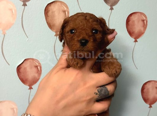 TOY POODLE YAVRULARI  ERKEK