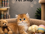Irkının En Güzelinden British Longhair Golden Yavrumuz