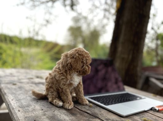 Maltipoo Yavrular görsel