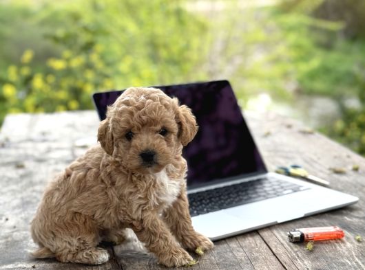 Maltipoo Yavrular görsel