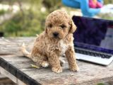 Maltipoo Yavrular