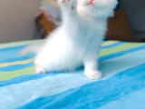 Kartopu Gibi Beyaz British Shorthair Erkek Bebek