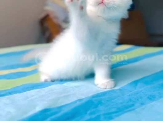 Kartopu Gibi Beyaz British Shorthair Erkek Bebek görsel