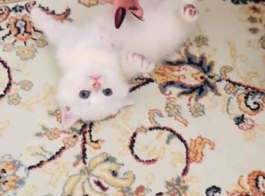 Kartopu Gibi Beyaz British Shorthair Erkek Bebek görsel