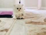 Oyuncu British Longhair Erkek Bebek