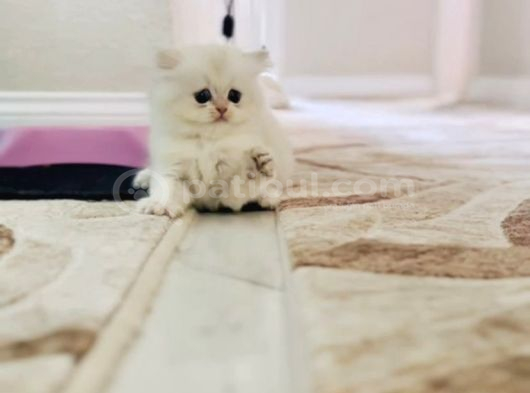 Oyuncu British Longhair Erkek Bebek görsel