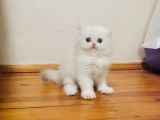 Oyuncu British Longhair Erkek Bebek