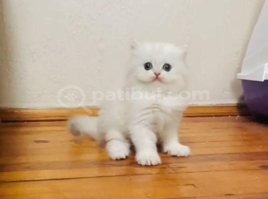 Oyuncu British Longhair Erkek Bebek