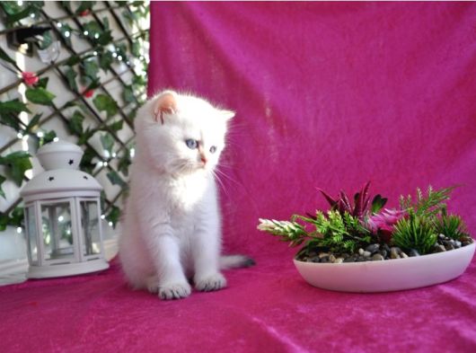 Kartopu Gibi Beyaz British Shorthair Erkek Bebek