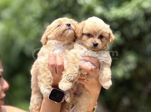 Tatlılık Abidesi Teacup Maltipoo Bebekler
