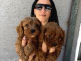Maltipoo Yavrularım Sağlık Ve Irk Garanti̇li