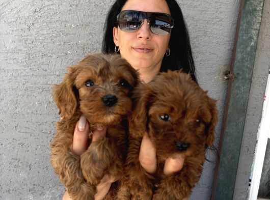 Maltipoo Yavrularım Sağlık Ve Irk Garanti̇li
