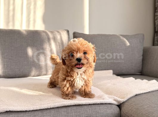 Ev Doğumlu En Güzel Maltipoo