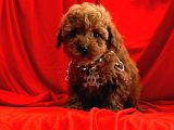 MUHTEŞEM GÜZELLİK DE KORE KAN TOY POODLE YAVRULARI