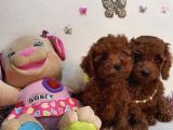 Toy Poddle Yavrularımızzz