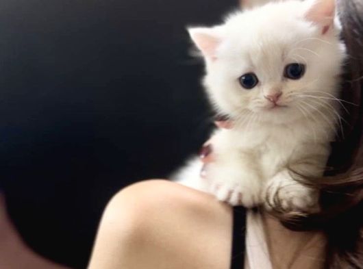 Kartopu Gibi Beyaz British Shorthair Erkek Bebek görsel