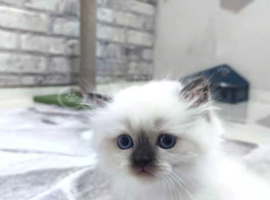 BRİTİSH LONGHAİR COLORPOİNT YAVRU