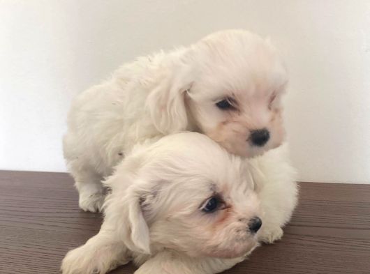 Maltese Terier Yavrularimiz görsel