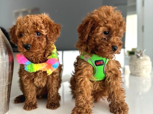 Poodle yavrularımız yeni yuvasını arıyor