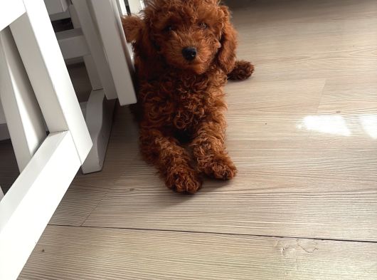 Kahve Saati Şekeriniz Toy Poodle görsel