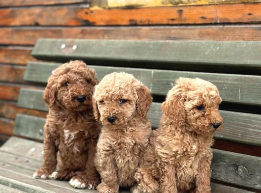 Standart Dev Poodle Yavrular