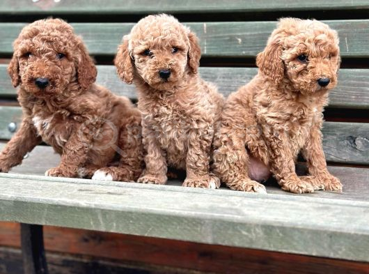 Standart Dev Poodle Yavrular görsel