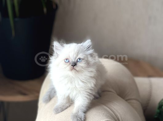 Irkinin En İyi̇si̇ Bri̇ti̇sh Longhai̇r Blue Poi̇nt