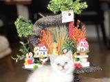 Safkan Hari̇ka Kali̇tede Bri̇ti̇sh Shorthai̇r Yavrum