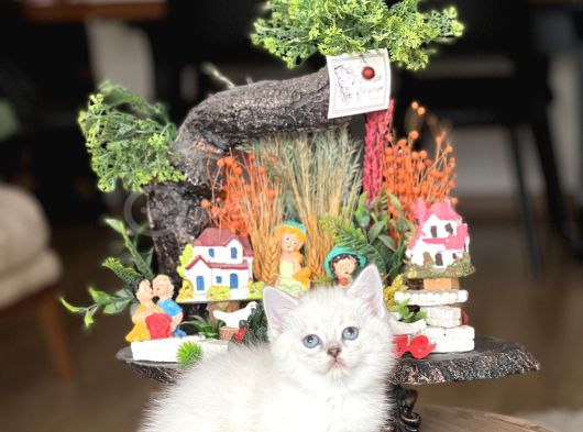 Safkan Hari̇ka Kali̇tede Bri̇ti̇sh Shorthai̇r Yavrum görsel