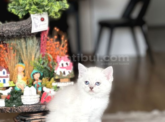 Safkan Hari̇ka Kali̇tede Bri̇ti̇sh Shorthai̇r Yavrum görsel