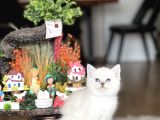 Safkan Hari̇ka Kali̇tede Bri̇ti̇sh Shorthai̇r Yavrum