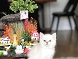 Safkan Hari̇ka Kali̇tede Bri̇ti̇sh Shorthai̇r Yavrum