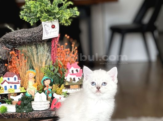 Safkan Hari̇ka Kali̇tede Bri̇ti̇sh Shorthai̇r Yavrum görsel