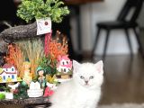 Safkan Hari̇ka Kali̇tede Bri̇ti̇sh Shorthai̇r Yavrum