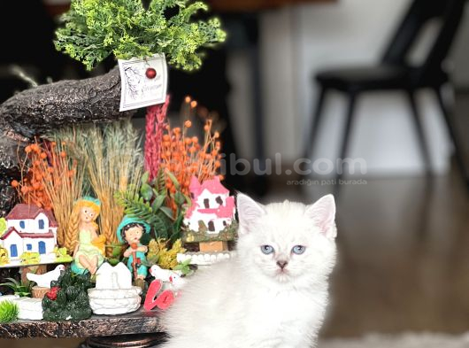 Safkan Hari̇ka Kali̇tede Bri̇ti̇sh Shorthai̇r Yavrum görsel