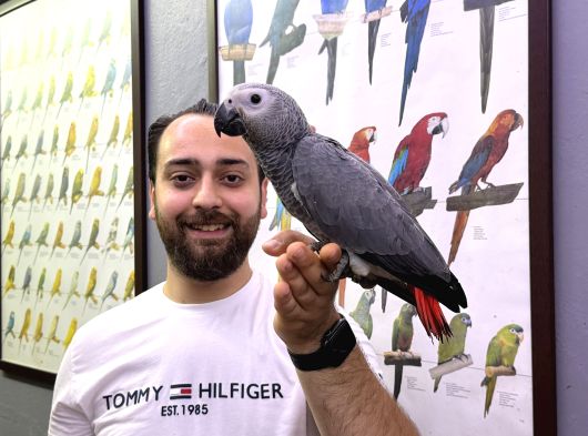Belgeli̇ 60 Günlük Bebek Jako Yavru Papağanimiz