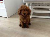 Kahve Saati Şekeriniz Toy Poodle
