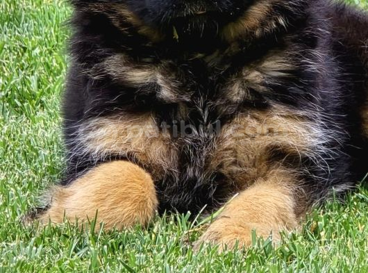 Asil Soy 3 Aylık Alman Çoban Köpeği Dişi A Secereli görsel