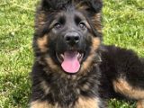 Asil Soy 3 Aylık Alman Çoban Köpeği Dişi A Secereli